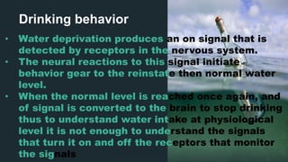 Drinking behavior
• Water deprivation produces an on signal that is
detected by receptors in the nervous system.
• The neural reactions to this signal initiate
behavior gear to the reinstate then normal water
level.
• When the normal level is reached once again, and
of signal is converted to the brain to stop drinking
thus to understand water intake at physiological
level it is not enough to understand the signals
that turn it on and off the receptors that monitor
the signals
 