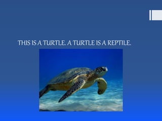 THIS IS A TURTLE. A TURTLE IS A REPTILE.
 