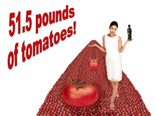 51.5 pounds  of tomatoes! 
