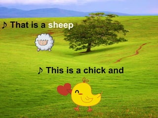 ♪ This is a chick and
♪ That is a sheep
 