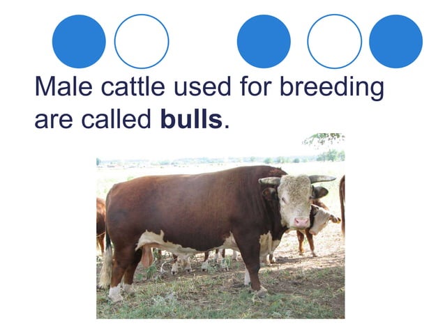 cows-ppt