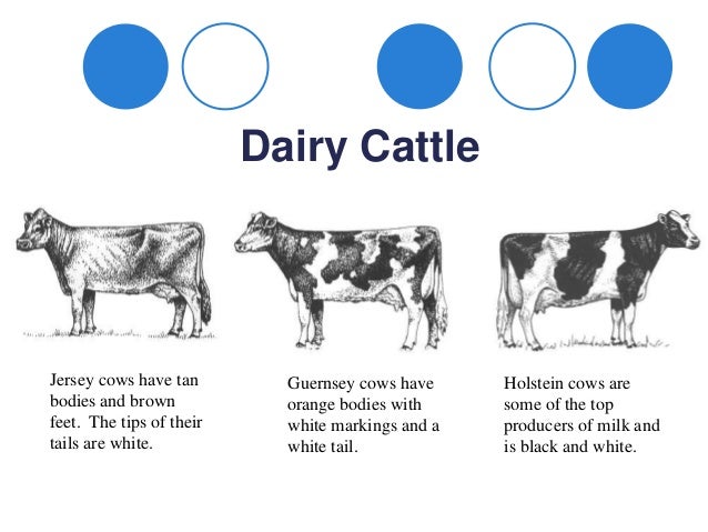 dairy cow facts
