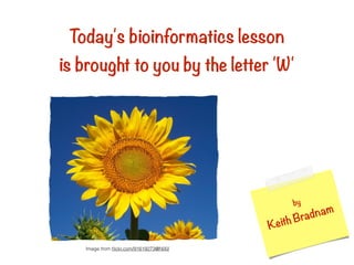 Today's bioinformatics lesson
is brought to you by the letter 'W'
by
Keith Bradnam
Image from ﬂickr.com/91619273@N00/
Today'sbloinformatieslesson
isbroughttoyoubytheletter1W1
Imagefromflickr.com/91619273©NO0/
 