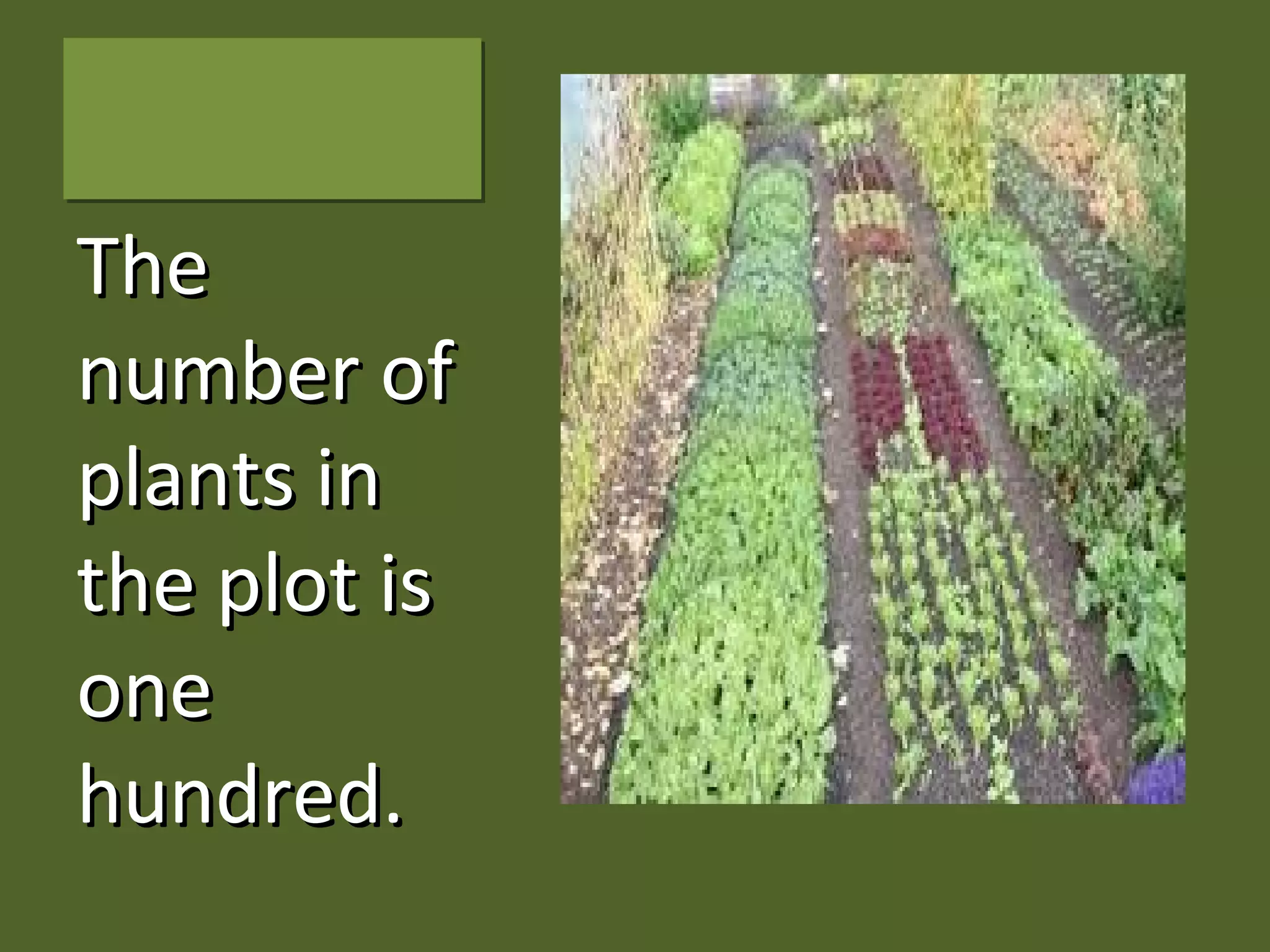 TheThe
number ofnumber of
plants inplants in
the plot isthe plot is
oneone
hundred.hundred.
 
