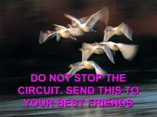 DO NOT STOP THE
CIRCUIT. SEND THIS TO
YOUR BEST FRIENDS

 