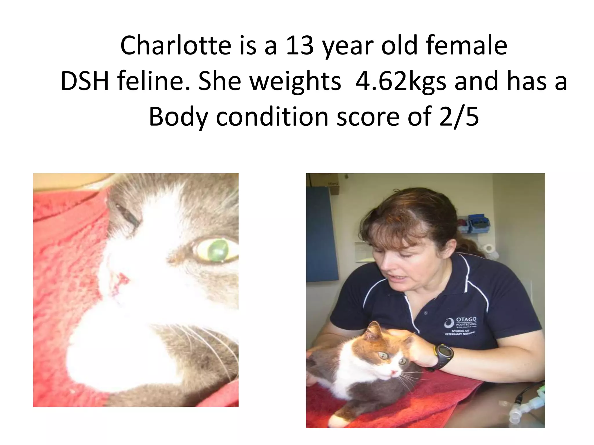 The Untold Story Of Charlotte_99Xx - k4p974r
