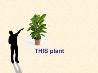 THIS plant
 