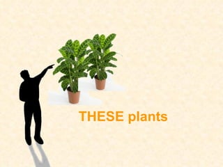 THESE plants 