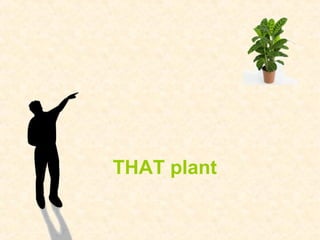 THAT plant 
 