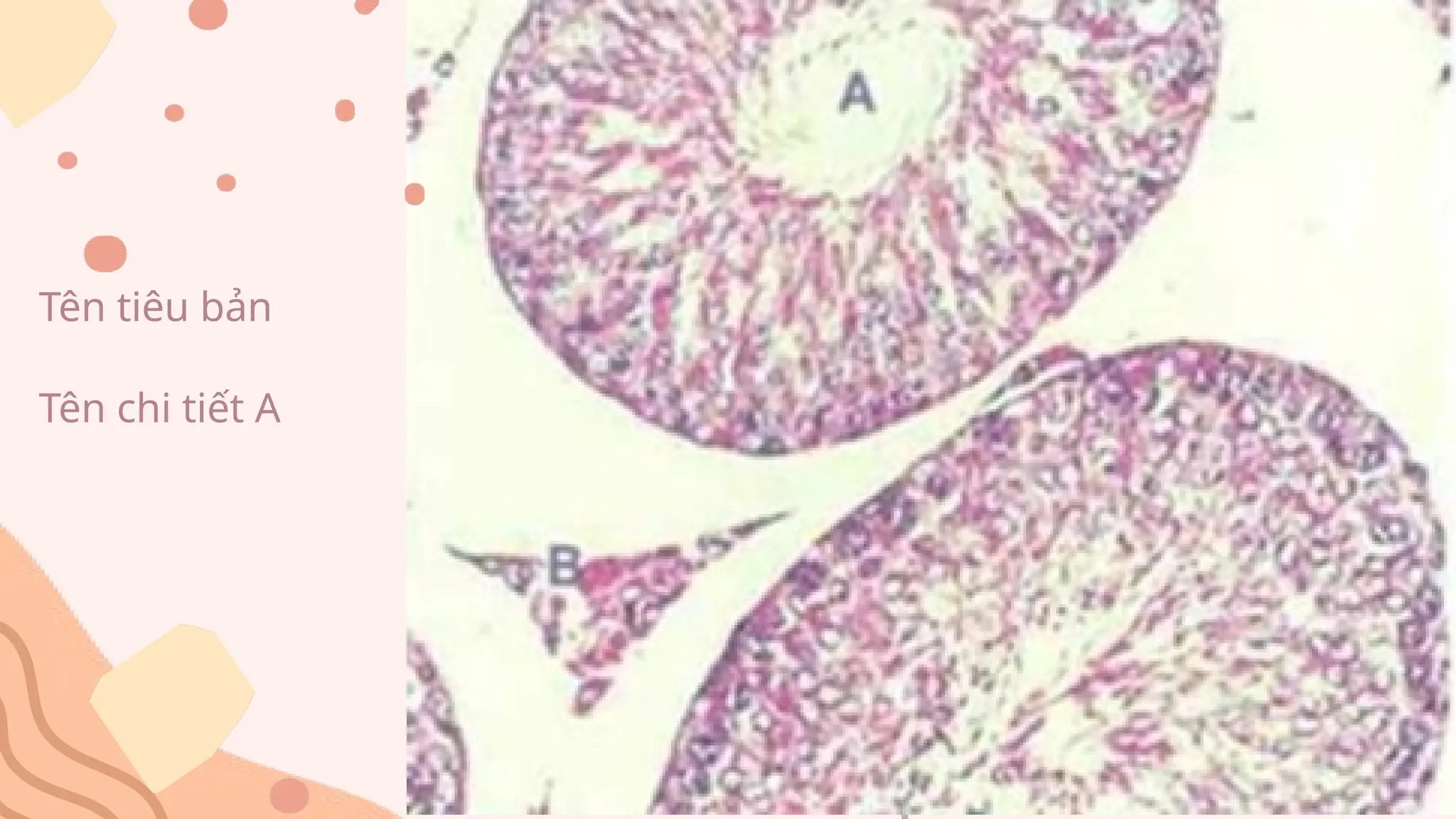 Đề thi thử chạy trạm mô phôi đại học y.pptx