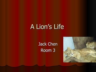 A Lion’s Life  Jack Chen Room 3 