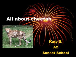 All about cheetah Katy S. A2 Sunset School 