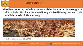 Re Bona Leseli Leseling La Hao. www.lce.ac.ls contacts: (+266) 22312721 www.facebook.com/LesothoCollegeOfEducation
MOTŠEANONG
khoeli ea leshome, mabele a omme a tšeha linonyana tse sitoang ho a
ja ke bothata. Mariha a kena ’me linonyana tse tšabang serame li qala
ho fallela moo ho futhumetseng.
Setšoantšo ka ruralris.com/2015/07/08
 