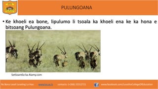 Re Bona Leseli Leseling La Hao. www.lce.ac.ls contacts: (+266) 22312721 www.facebook.com/LesothoCollegeOfEducation
PULUNGOANA
• Ke khoeli ea bone, lipulumo li tsoala ka khoeli ena ke ka hona e
bitsoang Pulungoana.
Setšoantšo ka Alamy.com
 