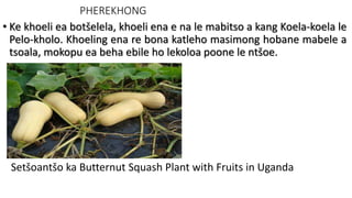 PHEREKHONG
• Ke khoeli ea botšelela, khoeli ena e na le mabitso a kang Koela-koela le
Pelo-kholo. Khoeling ena re bona katleho masimong hobane mabele a
tsoala, mokopu ea beha ebile ho lekoloa poone le ntšoe.
Setšoantšo ka Butternut Squash Plant with Fruits in Uganda
 