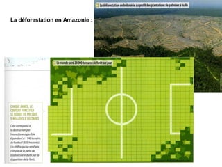 La déforestation en Amazonie :
 