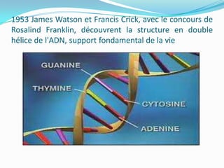 1953 James Watson et Francis Crick, avec le concours de
Rosalind Franklin, découvrent la structure en double
hélice de l'ADN, support fondamental de la vie

 
