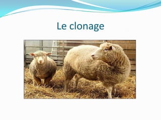 Le clonage

 