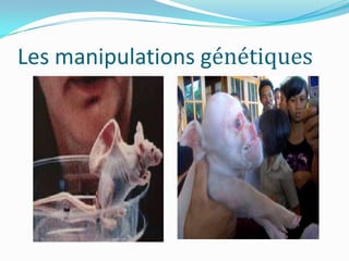 Les manipulations génétiques

 
