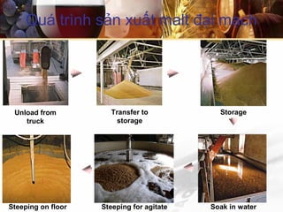 Quá trình sản xuất malt đại mạch
Unload from
truck
Transfer to
storage
Storage
Soak in waterSteeping for agitateSteeping on floor
 
