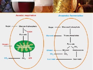 The major sugar catabolic pathways in yeast cells
Không giữ áp trong những ngày lên men
đầu tiên do pyruvate tạo oxaloacetate
 