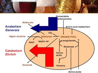 Hô hấp của nấm men
aminoacid
energy
flavor
compound
new yeast
CO2
growth
alcohol &
fusel alcohol
heat
more yeast
sugar
oxy
vitamin &
inorganic acid
yeastwort beer
 