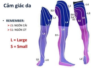 Cảm giác da
• REMEMBER:
⮚L5: NGÓN CÁI
⮚S1: NGÓN ÚT
L = Large
S = Small
 