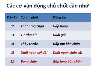 Các cơ vận động chủ chốt cần nhớ
Dây TK Cơ chi phối Động tác
L2 Thắt lưng chậu Gấp háng
L3 Tứ đầu đùi Duỗi gối
L4 Chày trước Gấp mu bàn chân
L5 Duỗi ngón cái dài Duỗi ngón chân cái
S1 Bụng chân Gấp lòng bàn chân
 