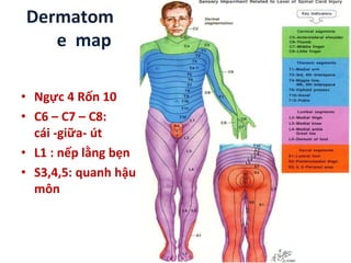 Dermatom
e map
• Ngực 4 Rốn 10
• C6 – C7 – C8:
cái -giữa- út
• L1 : nếp lằng bẹn
• S3,4,5: quanh hậu
môn
 