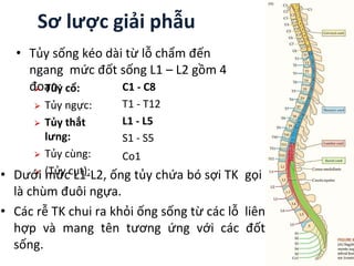 Sơ lược giải phẫu
• Tủy sống kéo dài từ lỗ chẩm đến
ngang mức đốt sống L1 – L2 gồm 4
đoạn:
⮚ Tủy cổ:
⮚ Tủy ngực:
⮚ Tủy thắt
lưng:
⮚ Tủy cùng:
⮚ (Tủy cụt):
C1 - C8
T1 - T12
L1 - L5
S1 - S5
Co1
• Dưới mức L1-L2, ống tủy chứa bó sợi TK gọi
là chùm đuôi ngựa.
• Các rễ TK chui ra khỏi ống sống từ các lỗ liên
hợp và mang tên tương ứng với các đốt
sống.
 