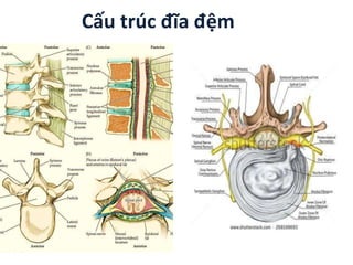 Cấu trúc đĩa ệm
 