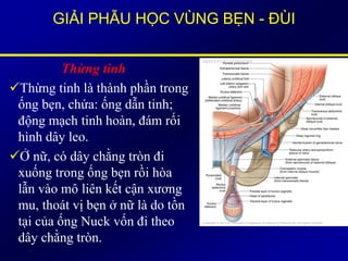 GIẢI PHẪU HỌC VÙNG BẸN - ĐÙI
Thừng tinh
Thừng tinh là thành phần trong
ống bẹn, chứa: ống dẫn tinh;
động mạch tinh hoàn, đám rối
hình dây leo.
Ở nữ, có dây chằng tròn đi
xuống trong ống bẹn rồi hòa
lẫn vào mô liên kết cận xương
mu, thoát vị bẹn ở nữ là do tồn
tại của ống Nuck vốn đi theo
dây chằng tròn.
 