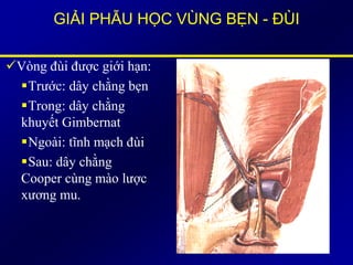 GIẢI PHẪU HỌC VÙNG BẸN - ĐÙI
Vòng đùi được giới hạn:
Trước: dây chằng bẹn
Trong: dây chằng
khuyết Gimbernat
Ngoài: tĩnh mạch đùi
Sau: dây chằng
Cooper cùng mào lược
xương mu.
 