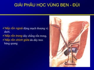 GIẢI PHẪU HỌC VÙNG BẸN - ĐÙI
Nếp rốn ngoài động mạch thượng vị
dưới.
Nếp rốn trong dây chằng rốn trong,
Nếp rốn chính giữa do dây treo
bàng quang
 
