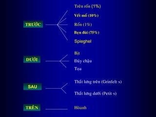 TRÖÔÙC Roán (1%)
Beïn ñuøi (75%)
Spieghel
Treân roán (1%)
Veát moå (10%)
DÖÔÙI
Bòt
Ñaùy chaäu
Toïa
SAU
Thaét löng treân (Grinfelt ,s)
Thaét löng döôùi (Petit ,s)
TREÂN Hoøanh
 