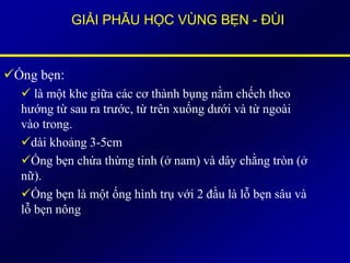 GIẢI PHẪU HỌC VÙNG BẸN - ĐÙI
Ống bẹn:
 là một khe giữa các cơ thành bụng nằm chếch theo
hướng từ sau ra trước, từ trên xuống dưới và từ ngoài
vào trong.
dài khoảng 3-5cm
Ống bẹn chứa thừng tinh (ở nam) và dây chằng tròn (ở
nữ).
Ống bẹn là một ống hình trụ với 2 đầu là lỗ bẹn sâu và
lỗ bẹn nông
 