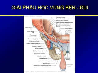 GIẢI PHẪU HỌC VÙNG BẸN - ĐÙI
 