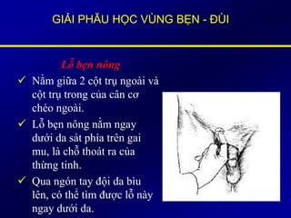GIẢI PHẪU HỌC VÙNG BẸN - ĐÙI
Lỗ bẹn nông
 Nằm giữa 2 cột trụ ngoài và
cột trụ trong của cân cơ
chéo ngoài.
 Lỗ bẹn nông nằm ngay
dưới da sát phía trên gai
mu, là chỗ thoát ra của
thừng tinh.
 Qua ngón tay đội da bìu
lên, có thể tìm được lỗ này
ngay dưới da.
 