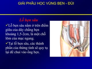 GIẢI PHẪU HỌC VÙNG BẸN - ĐÙI
Lỗ bẹn sâu
Lỗ bẹn sâu nằm ở trên điểm
giữa của dây chằng bẹn
khoảng 1,5-2cm, là một chỗ
lõm của mạc ngang.
Tại lỗ bẹn sâu, các thành
phần của thừng tinh sẽ quy tụ
lại để chui vào ống bẹn.
 