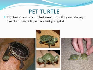 PET TURTLE
 The turtles are so cute but sometimes they are strange
like the 2 heads large neck but you get it.
 