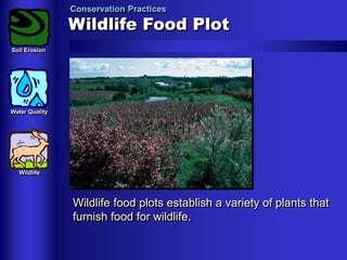 Conservation Practices

Wildlife Food Plot
Soil Erosion

Water Quality

Wildlife

Wildlife food plots establish a variety of plants that
furnish food for wildlife.

 