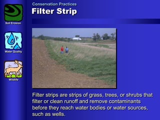 Conservation Practices

Filter Strip
Soil Erosion

Water Quality

Wildlife

Filter strips are strips of grass, trees, or shrubs that
filter or clean runoff and remove contaminants
before they reach water bodies or water sources,
such as wells.

 