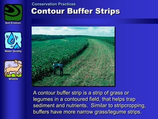 Conservation Practices

Contour Buffer Strips
Soil Erosion

Water Quality

Wildlife

A contour buffer strip is a strip of grass or
legumes in a contoured field, that helps trap
sediment and nutrients. Similar to stripcropping,
buffers have more narrow grass/legume strips.

 