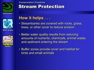 Conservation Practices

Stream Protection
Soil Erosion

How it helps . . .
• Streambanks are covered with rocks, grass,
trees, or other cover to reduce erosion
Water Quality

• Better water quality results from reducing
amounts of nutrients, chemicals, animal waste,
and sediment entering the stream
Wildlife

• Buffer zones provide cover and habitat for
birds and small animals

 