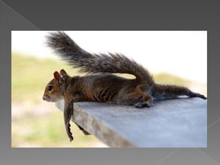 CERVICAL SPRAIN/STRAINCorrection Strip