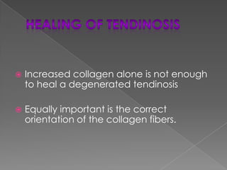 CyriaxFelt moving across the fibers at a right angle would not injure the normal healing tissue but would prevent the formation of or break down abnormal scar tissue.Hammer