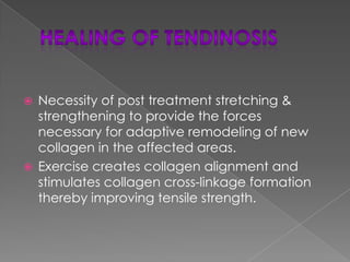 CyriaxStated TF moved the involved tissue while longitudinal friction affected the transportation of blood and lymph.Hammer