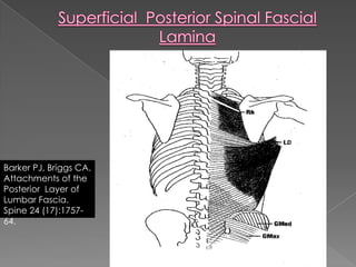 Cyriax – Shoulder - Knee