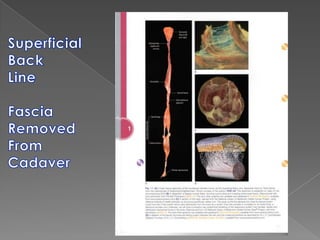 Healing of TendinosisIncreased collagen alone is not enough to heal a degenerated tendinosisEqually important is the correct orientation of the collagen fibers.