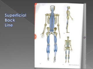 Healing of TendinosisNecessity of post treatment stretching & strengthening to provide the forces necessary for adaptive remodeling of new collagen in the affected areas.Exercise creates collagen alignment and stimulates collagen cross-linkage formation thereby improving tensile strength.